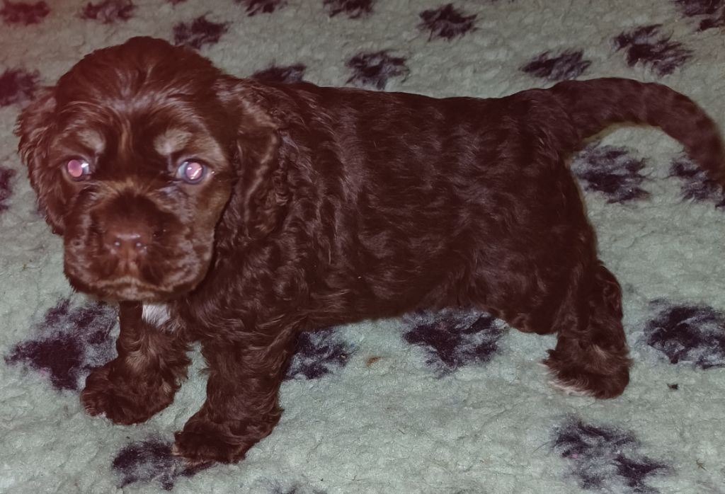 du logis d'Argence - Chiot disponible  - American Cocker Spaniel