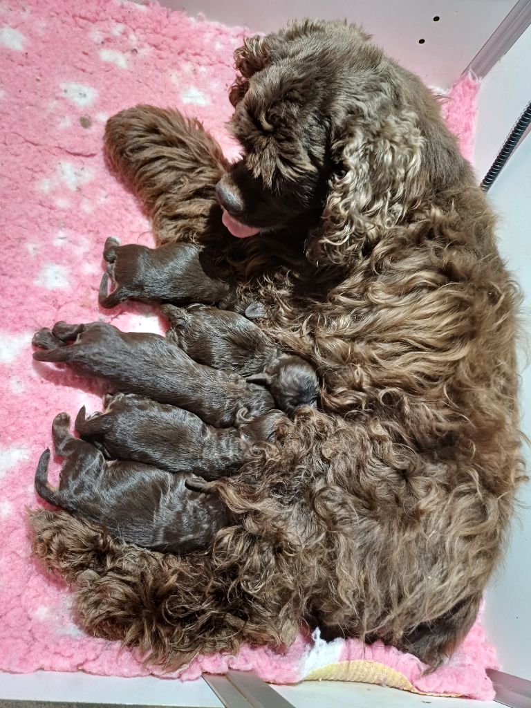 chiot American Cocker Spaniel du logis d'Argence