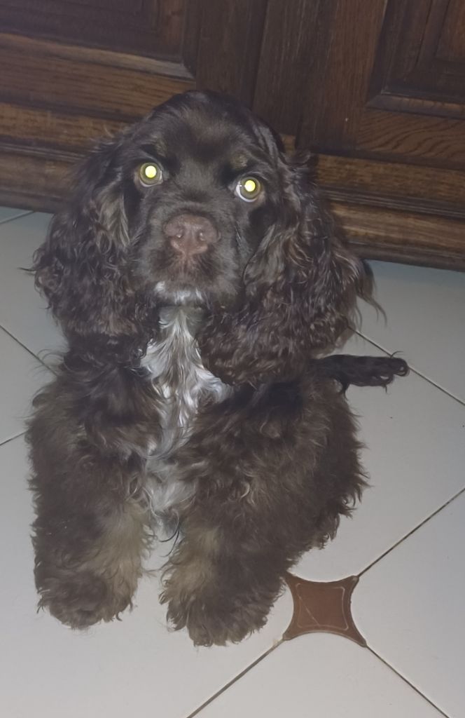 du logis d'Argence - Chiot disponible  - American Cocker Spaniel