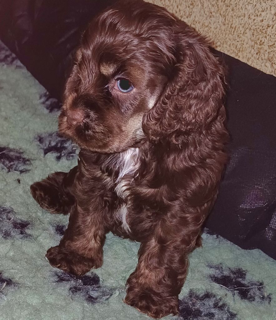 du logis d'Argence - Chiot disponible  - American Cocker Spaniel