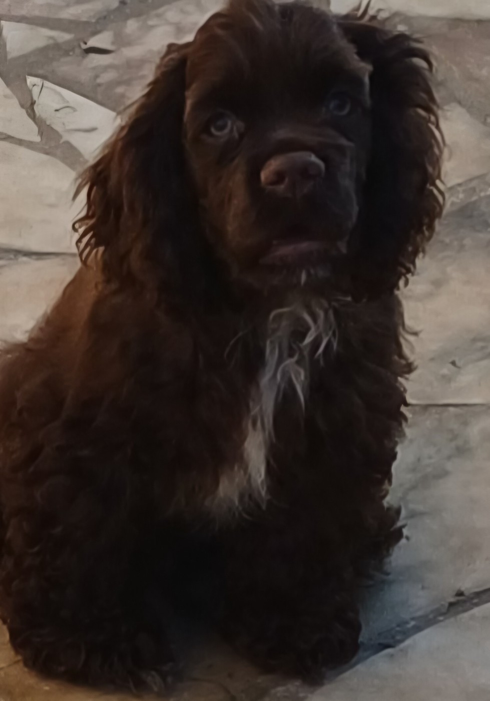 du logis d'Argence - Chiots disponibles - American Cocker Spaniel
