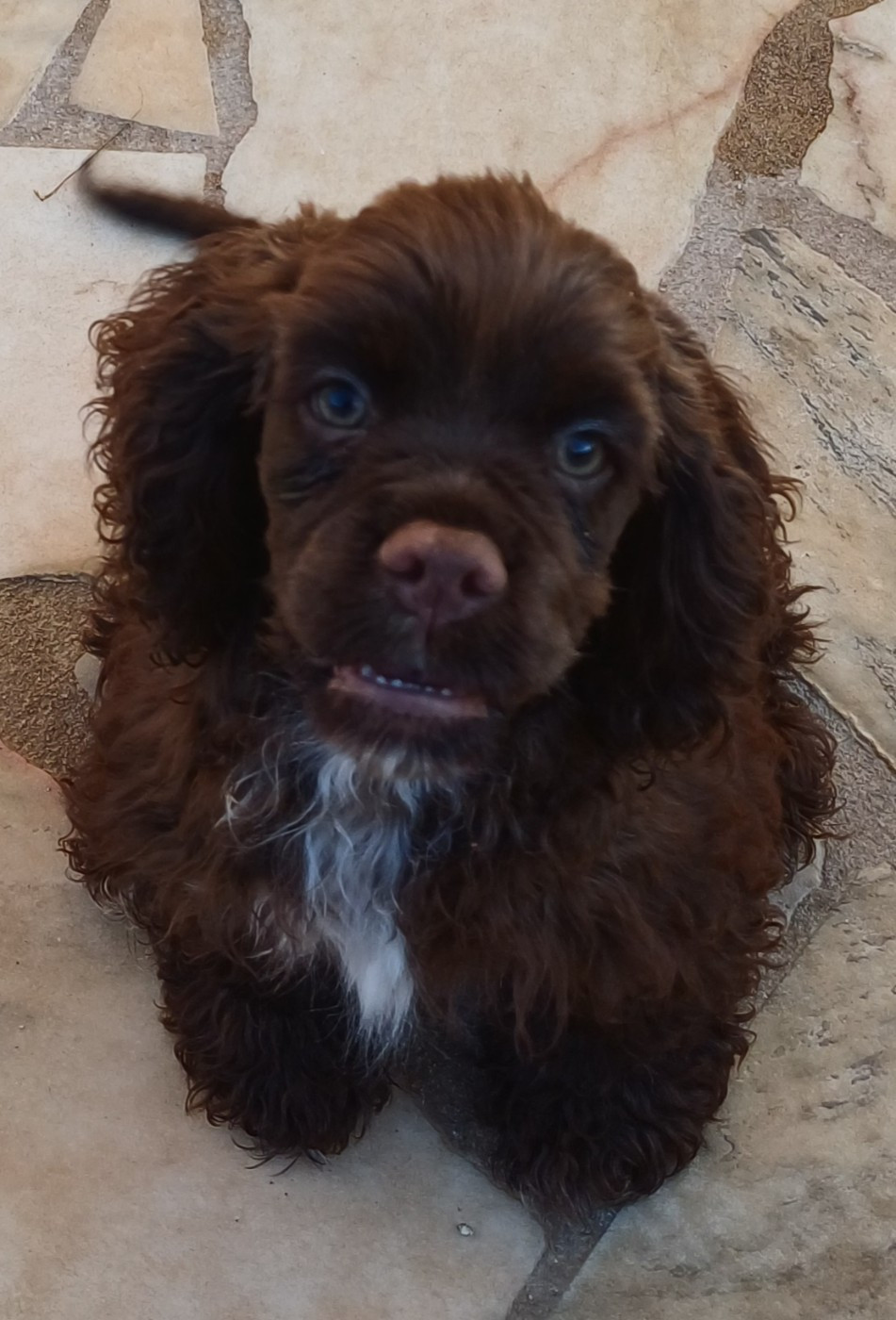 du logis d'Argence - Chiots disponibles - American Cocker Spaniel