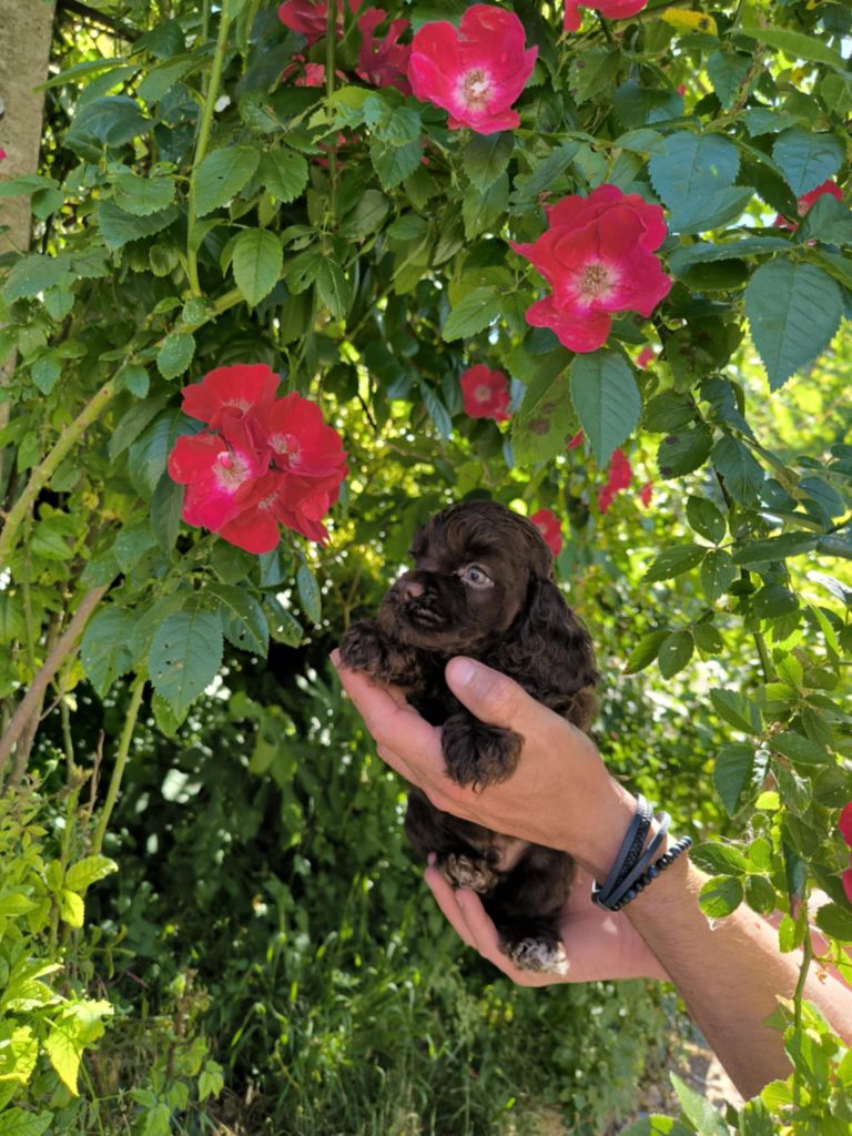 du logis d'Argence - Chiots disponibles - American Cocker Spaniel