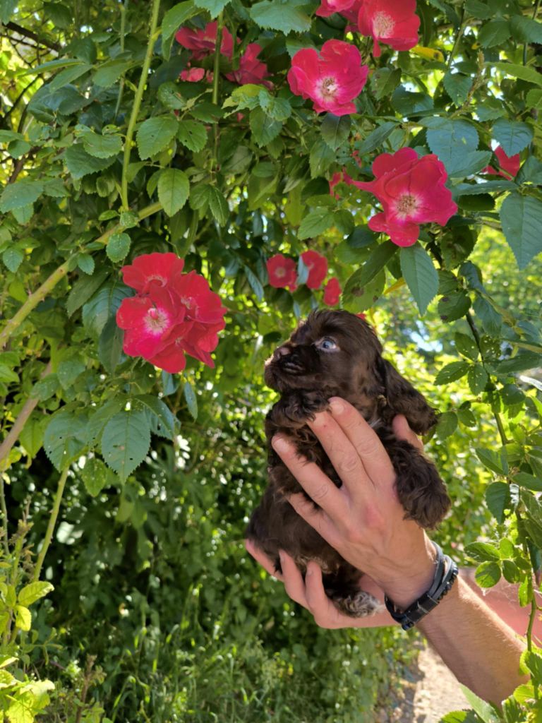 du logis d'Argence - Chiots disponibles - American Cocker Spaniel