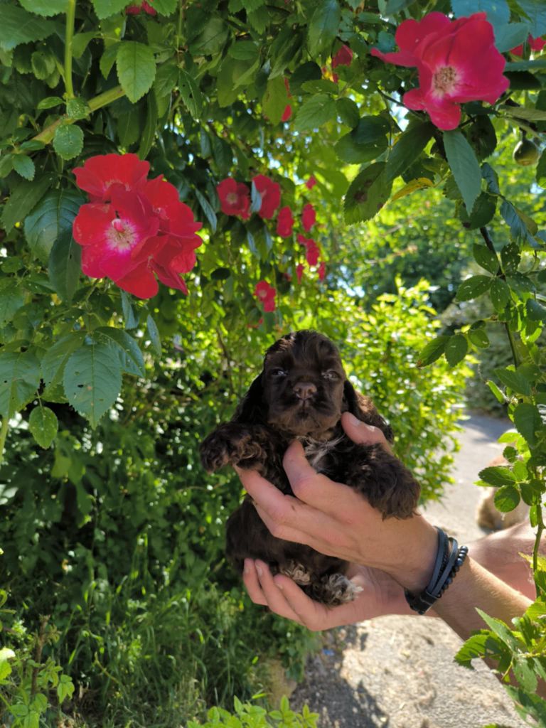 du logis d'Argence - Chiots disponibles - American Cocker Spaniel