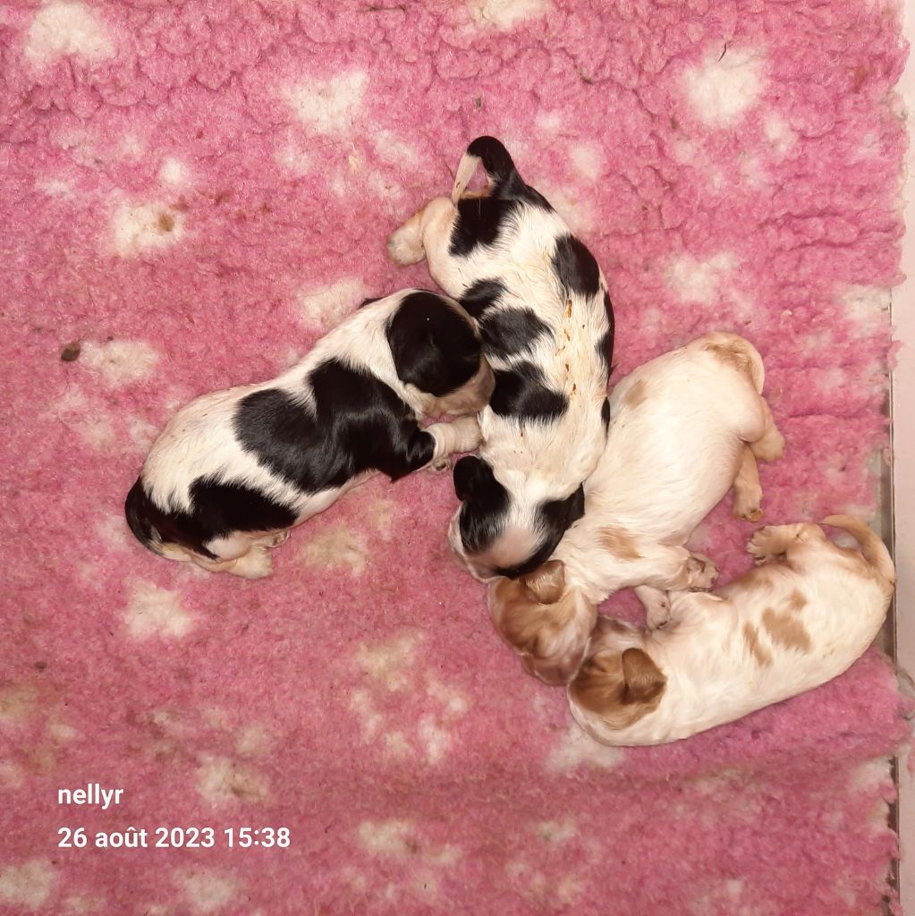 Chiot American Cocker Spaniel du logis d'Argence